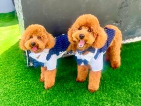 爱狗人士，新鹏城外援卡尔采夫为爱犬购买机票并将其带到中国